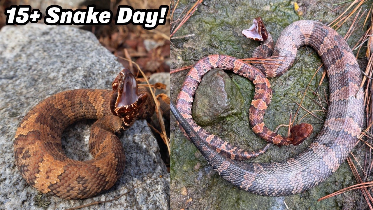 Early Cottonmouth Emergence in Metro Atlanta! Warm January Day Brings Out the Snakes