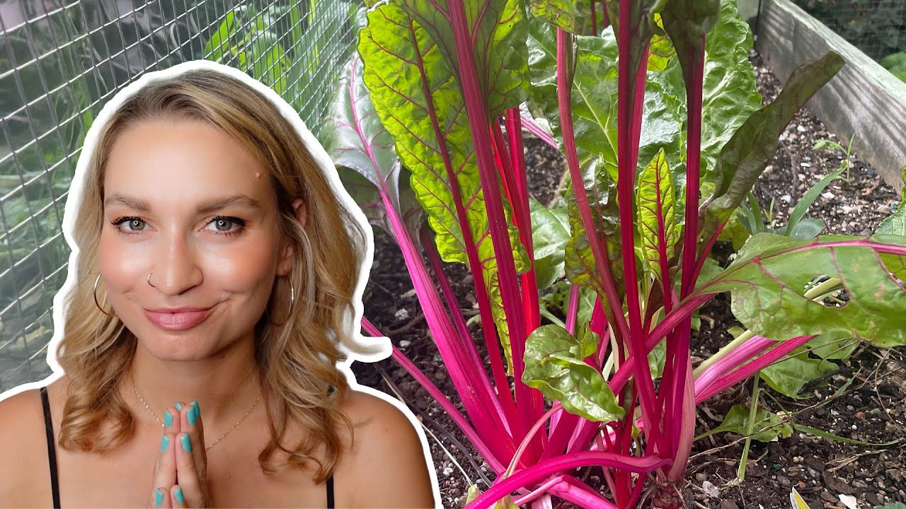 Cooking Swiss Chard From My Garden LIVE! Simple Greens & Beans 💚