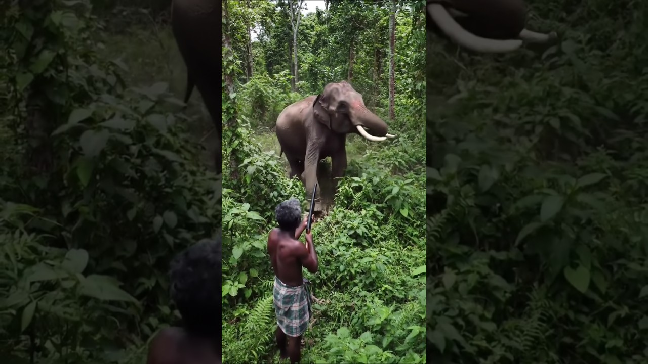Sri lankan elephant tusker attacked a village hunter #kawanthissa #elephantvideo #viralvideo