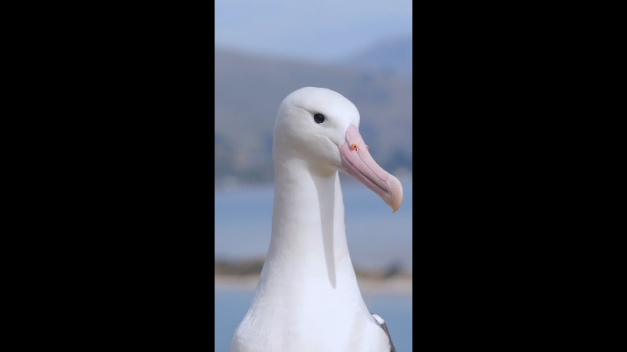 The Royal Albatross Centre, New Zealand