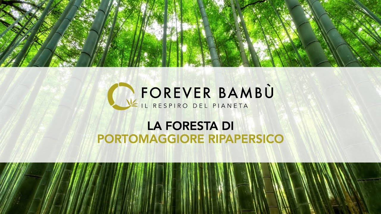 La Foresta di Portomaggiore Ripapersico