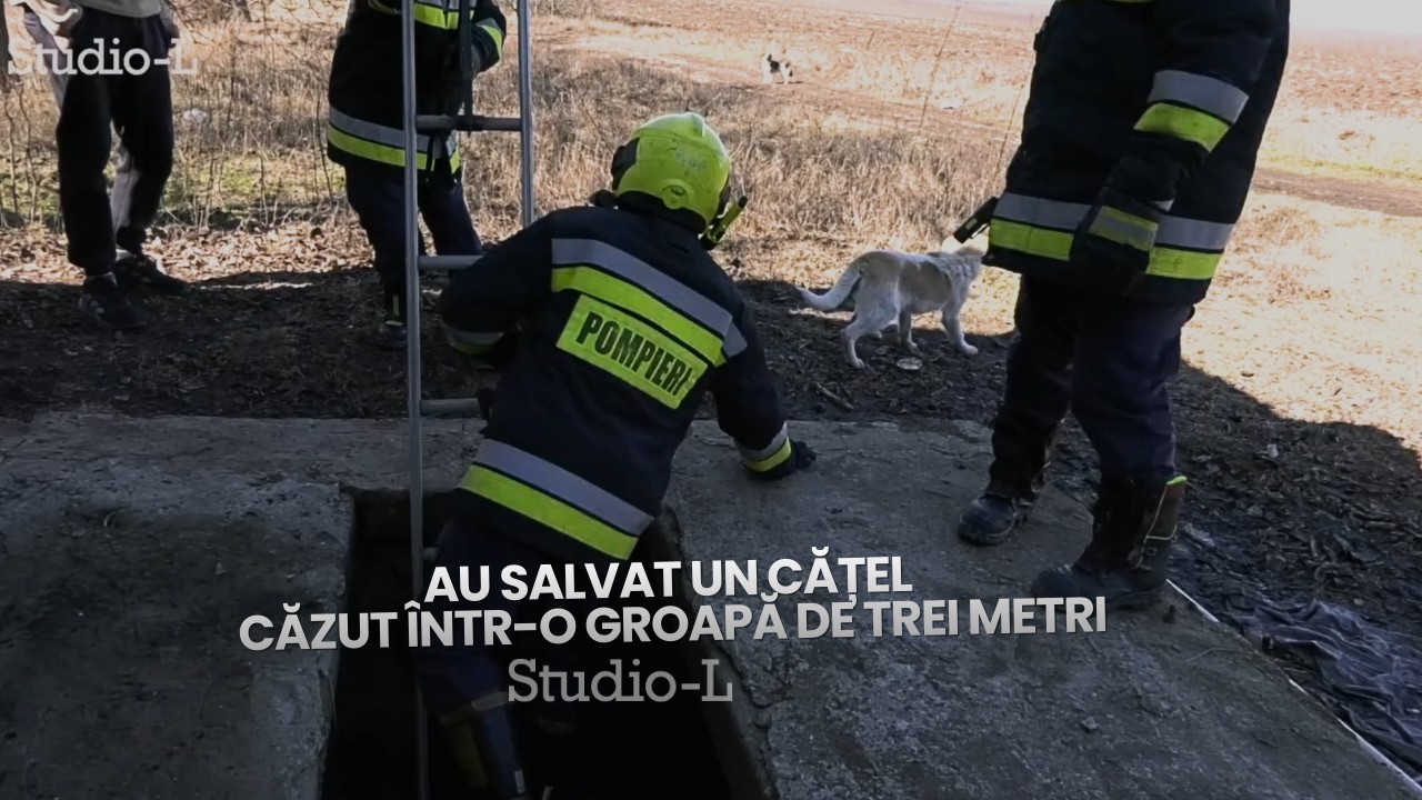 Au salvat un cățel căzut într-o groapă de trei metri
