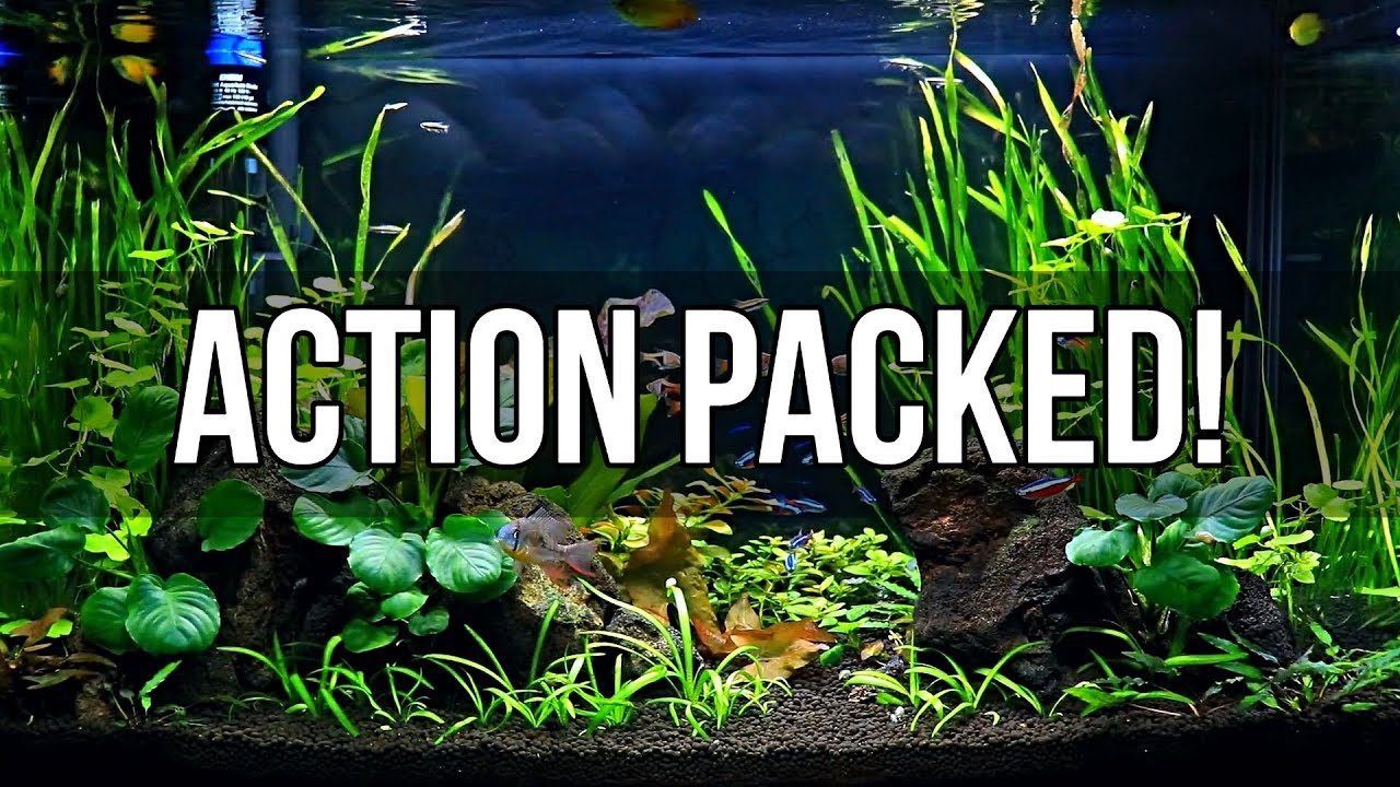 Planted 29 Gallon Community Tank!