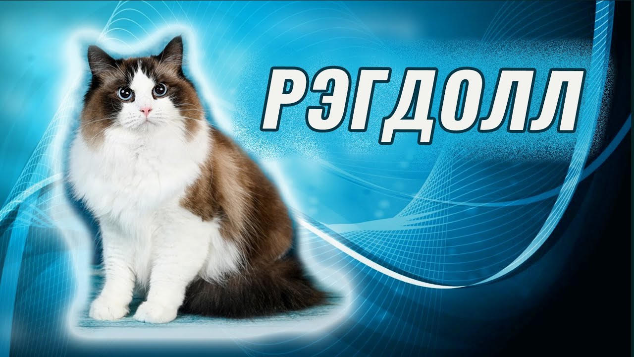 Кошка рэгдолл: царица релакса