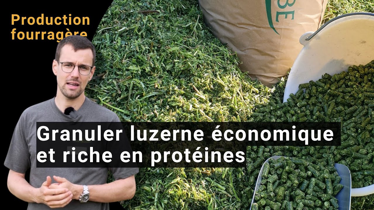 Granulation optimale de luzerne – économique et riche en protéines