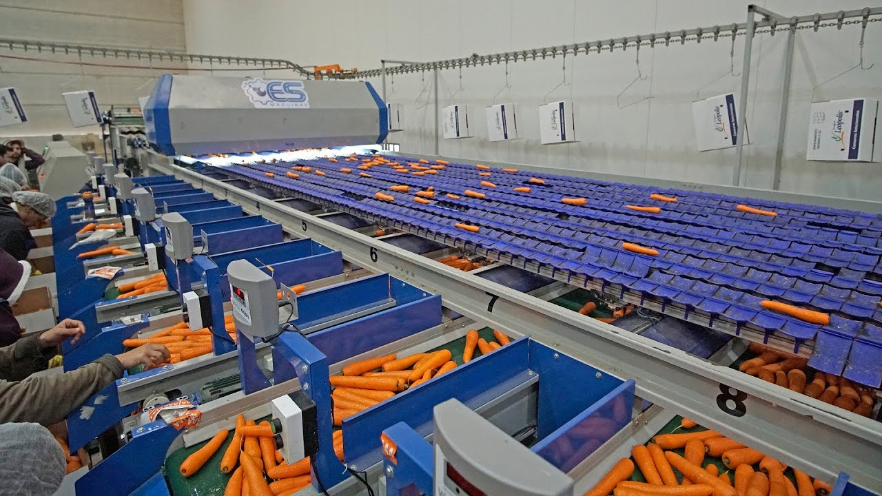 Classificador Eletrônico de Cenoura