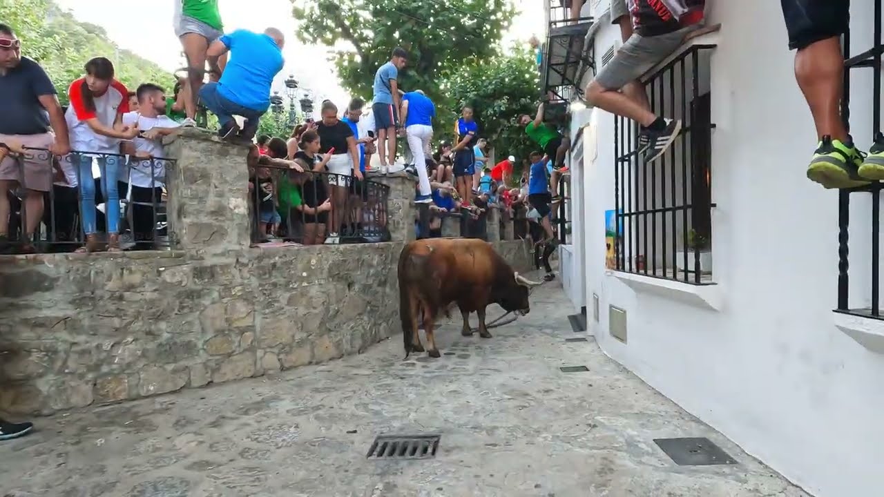 Lunes del Toro de cuerda Grazalema cantarero 22 julio 2024