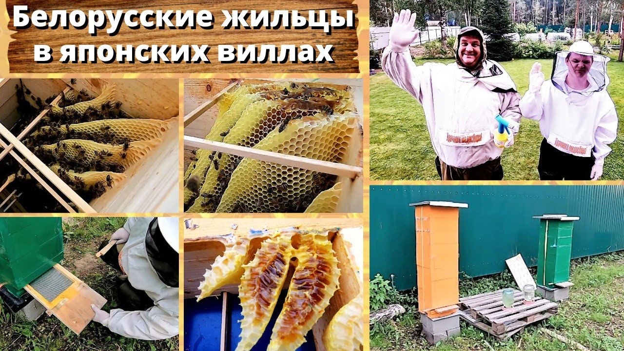 Японский улей, два месяца после заселения осмотр.