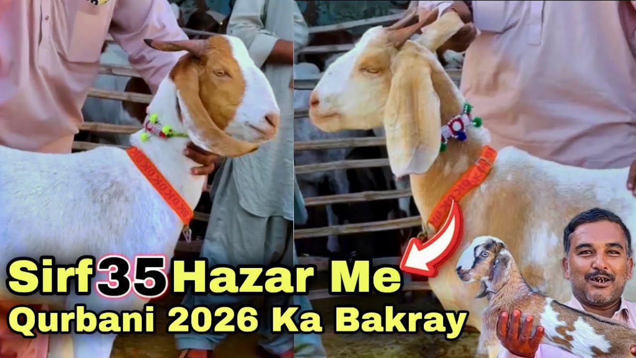 Sale ❤️ Karachi Ki Sasti Bakra Mandi 2026 ❤️ Teddy Bakra & Bakriyan 