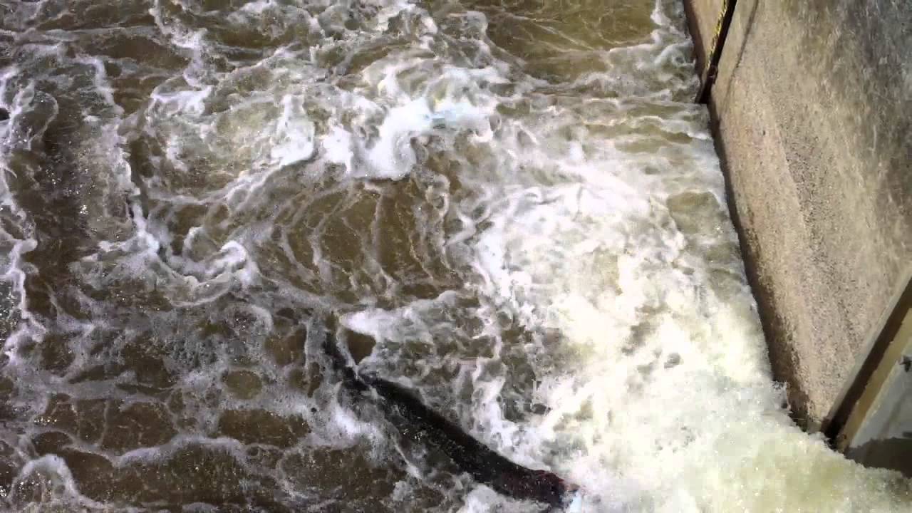 Wasserwalze tödliche Gefahr an einem Sperrwerk bei Hochwasser