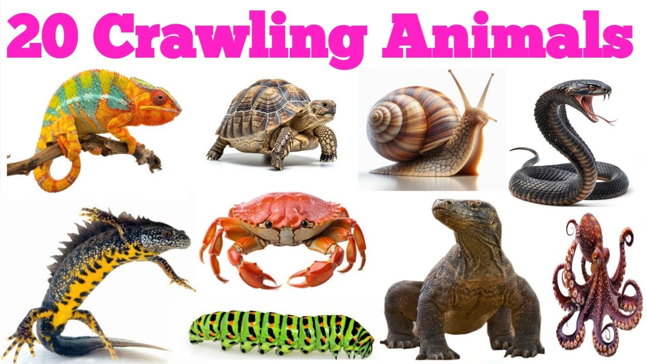 20 Crawling Animals Name in English & Hindi | Educational Video for Kids | Reptiles, Insects for kid