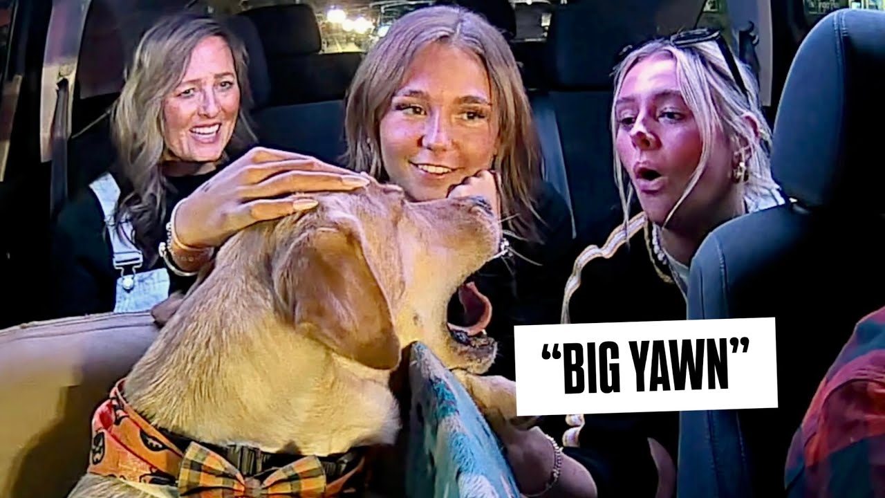 Surprising Uber Passengers with the Sweetest Dog Ever!