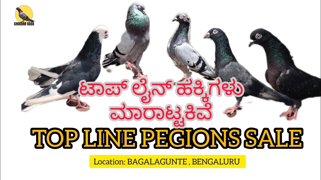 ರಿಸಲ್ಟೆಡ್ ಹಕ್ಕಿಗಳು ಮಾರಾಟ್ಟಕಿವೆ | RESULTED PEGIONS SALE| GIREBAAZ PEGIONS SALE |BAGALAGUNTE BENGALURU