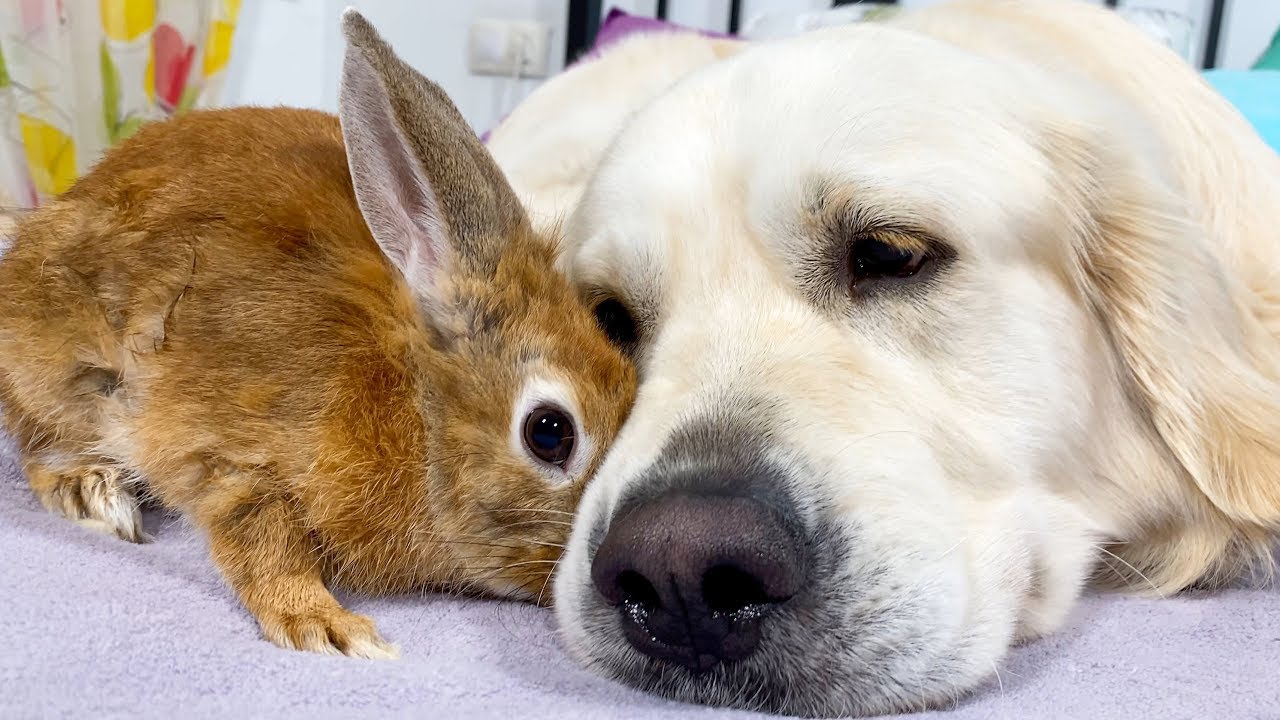 Dog Cuddles with a Cute Rabbit - Lovely Friendship
