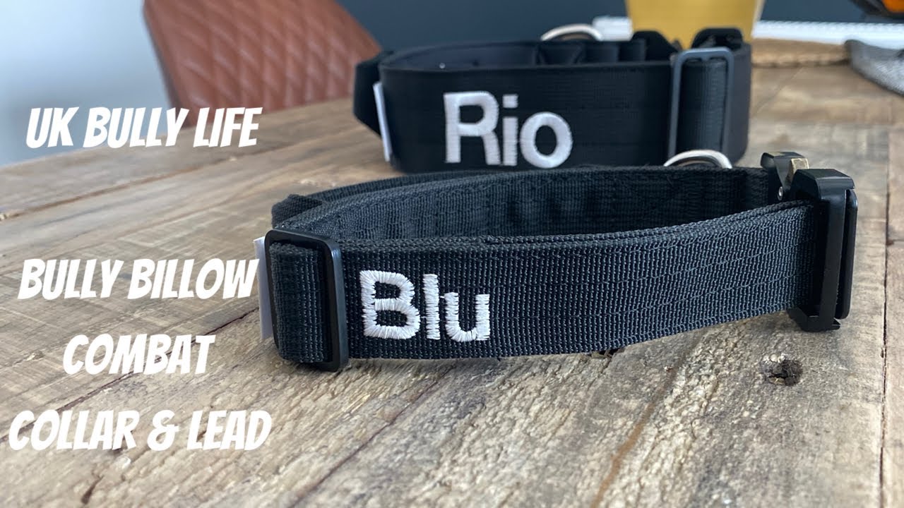BULLY BILLOWS COMBAT COLLAR & LEAD ARRIVE - UBL