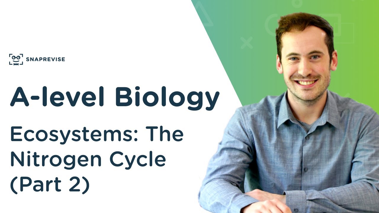 Ecosystems: The Nitrogen Cycle | A-level Biology | OCR, AQA, Edexcel