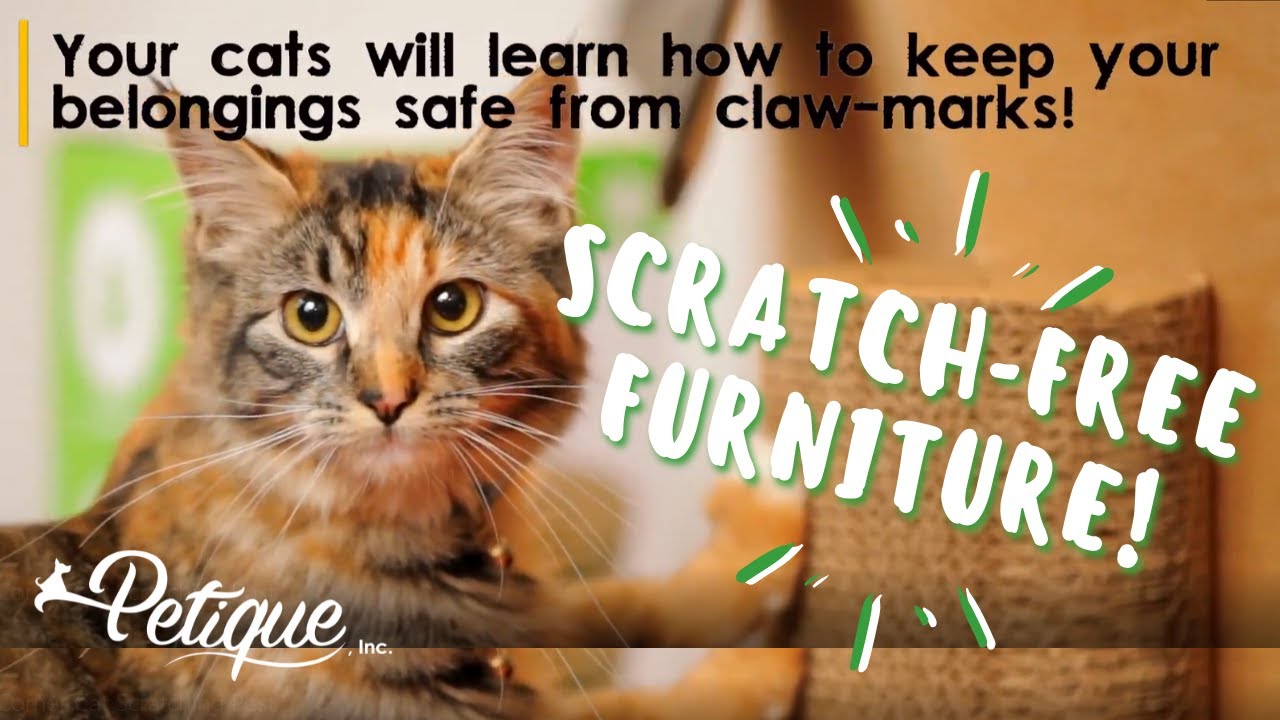 STOP Your CAT From SCRATCHING Your FURNITURE with Petique's Kitty Corner Cat Scratching Post
