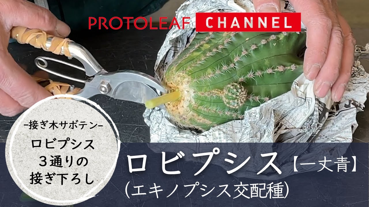 【接ぎ木サボテン】ロビプシスの接ぎおろし -３通りの解説-【一丈青】