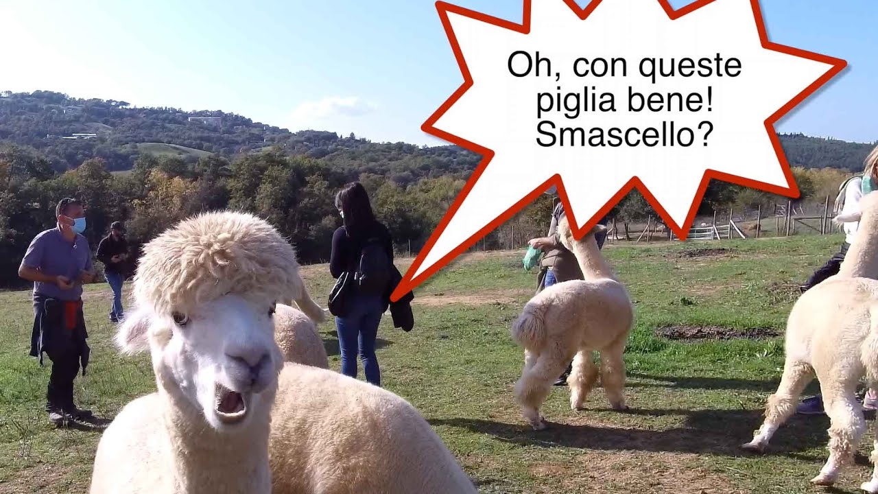 Idee per il fine settimana - Alpaca a Sasso d’Ombrone