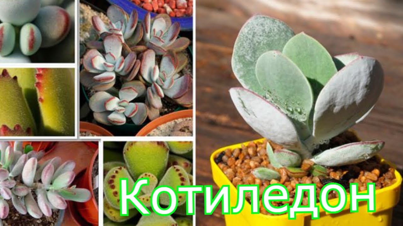 Котиледон : уход в домашних условиях, фото видов