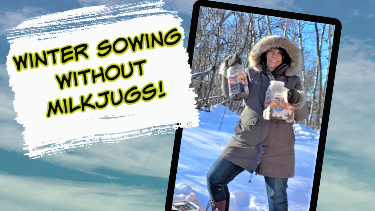 Winter Sowing Perennials in Milkjugs - No Milkjugs? No Problem!