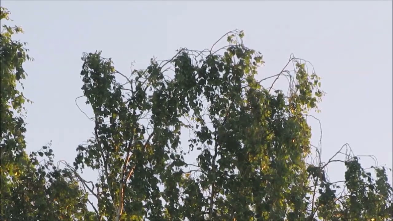 Kari Tapio - Y&ouml;n tuuli vain & Tuuli k&auml;&auml;nty&auml; voi..🎵🎵