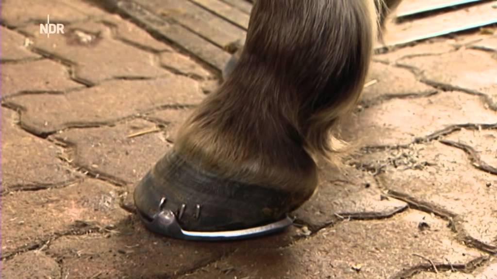 Hufschmied Torsten Becker im Hamburg Journal