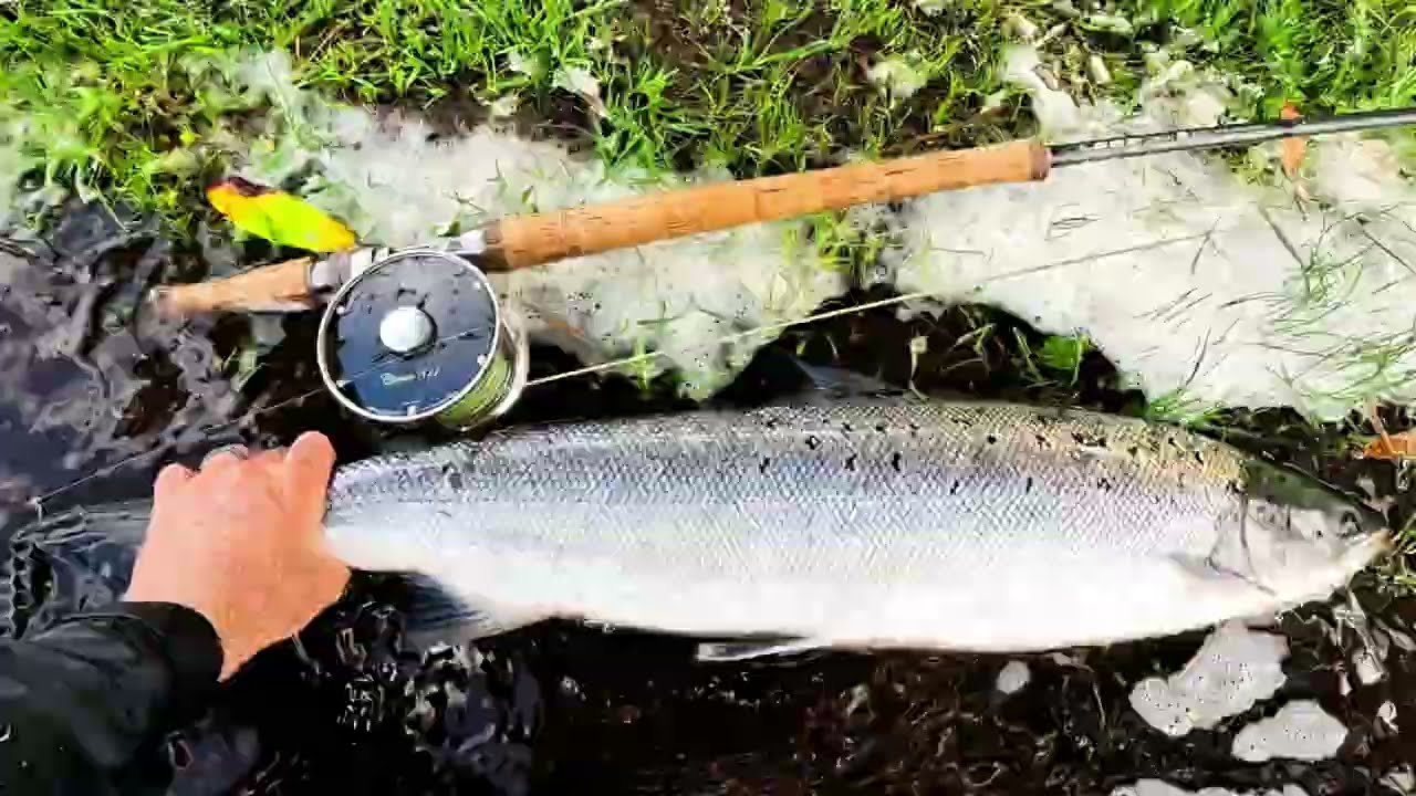 Fresh Summer Salmon on the fly | Salmon Fishing Ireland