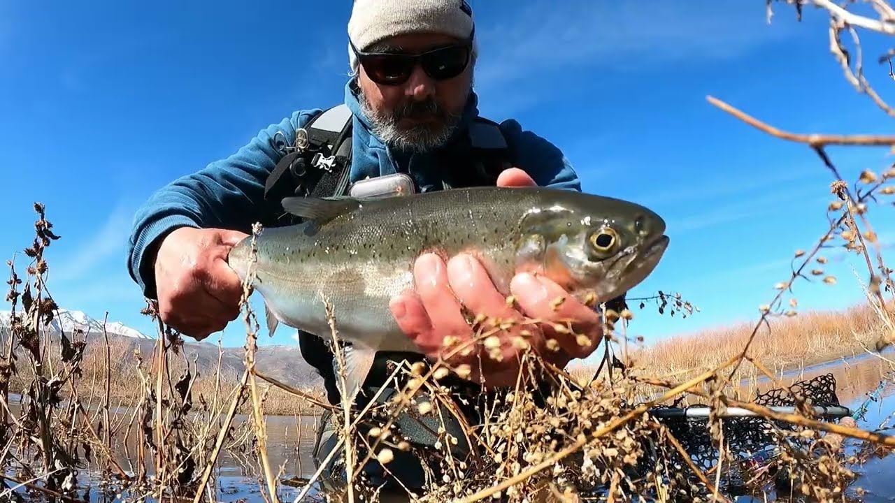 fly fishing for rainbows