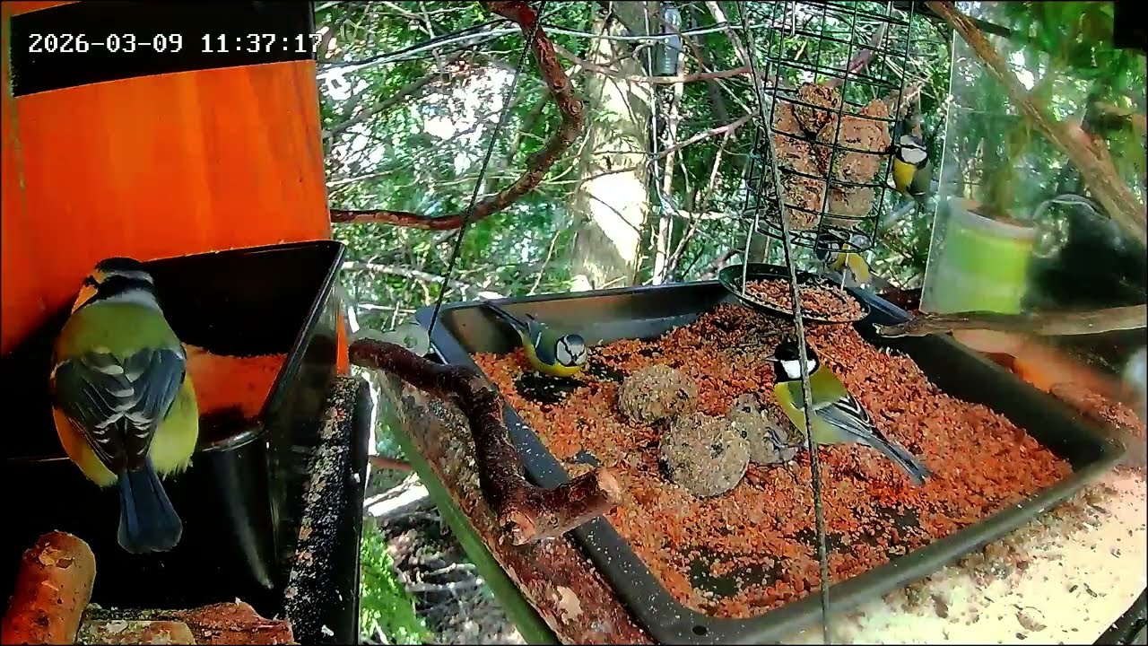 Entspannter später Vormittag an der Nuss-Tanke, Teil 2 (09.03.2026)