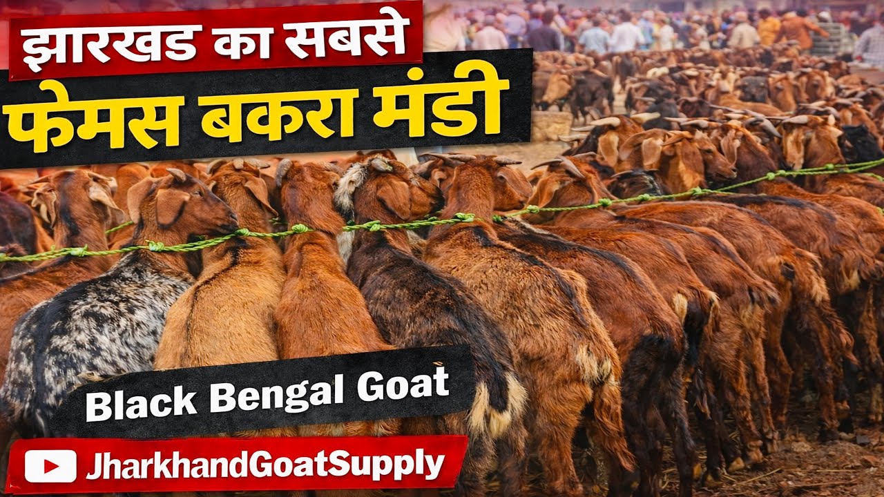 झारखंड की सबसे फेमस बकरा मंडी 😱 | Black Bengal Goat Market | Live Mandi Rate
