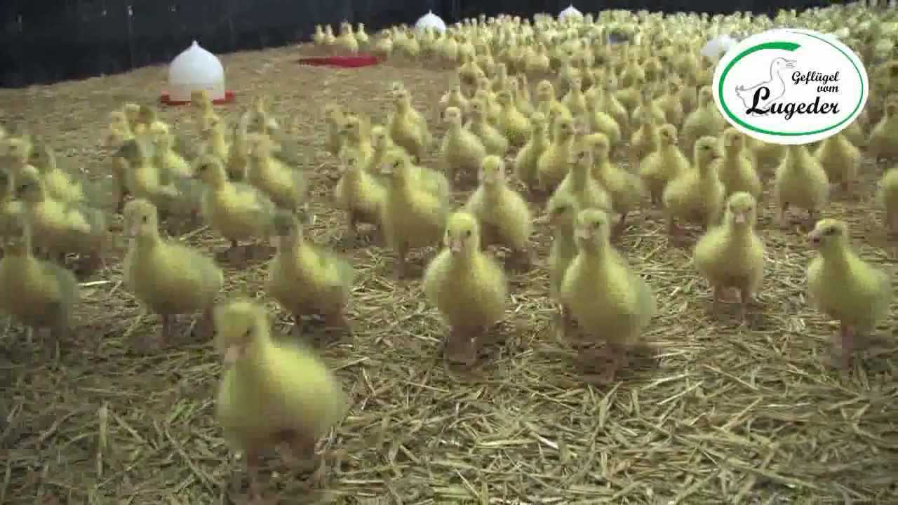 Brüterei und Gänseküken
