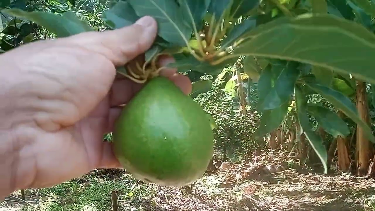 cortei está qualidade de banana Veja porque 