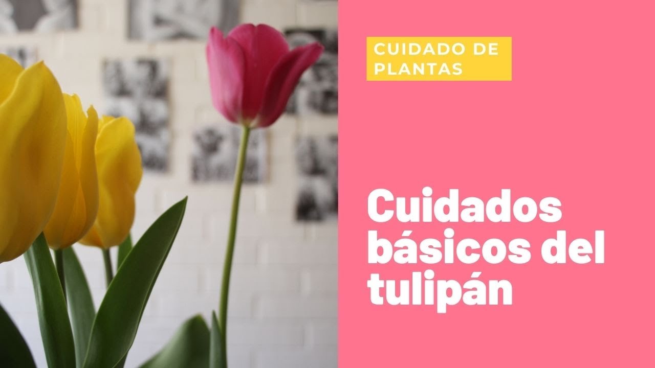 Cuidados básicos de los tulipanes y como transplantar