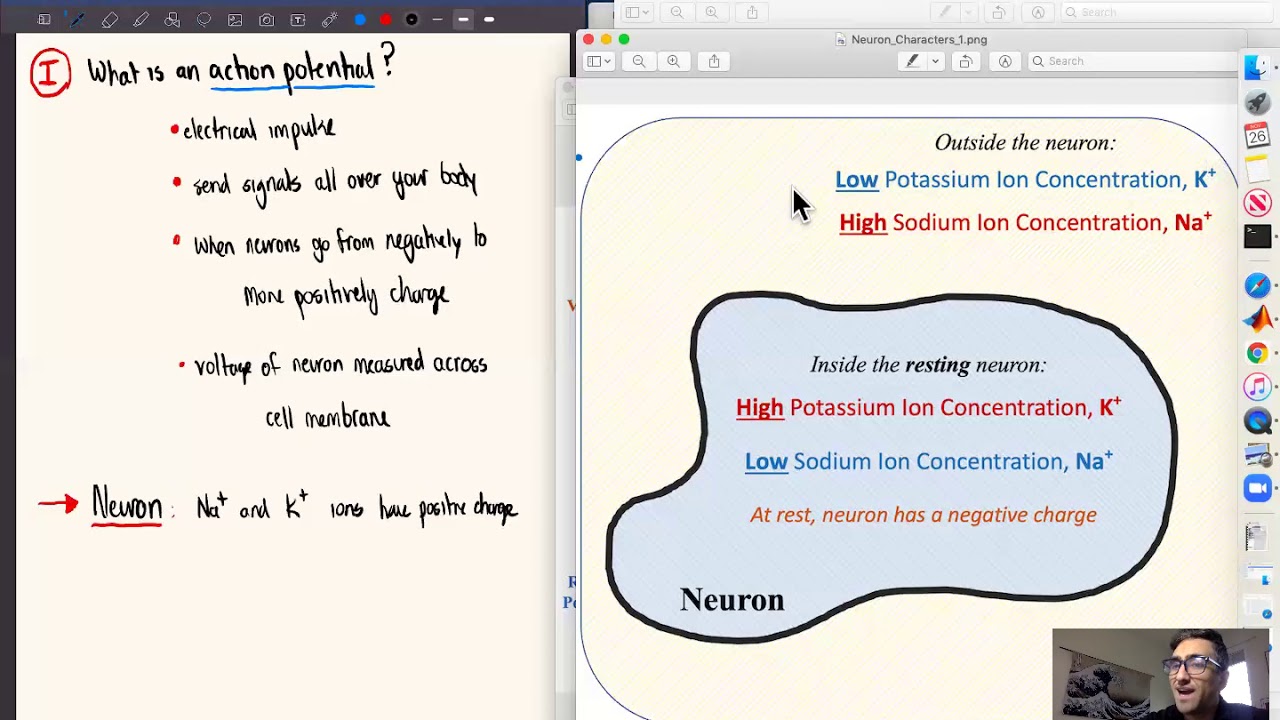 Part 2: Intro Action Potentials, Neurobiology, with a Sprinkling of Biochemistry
