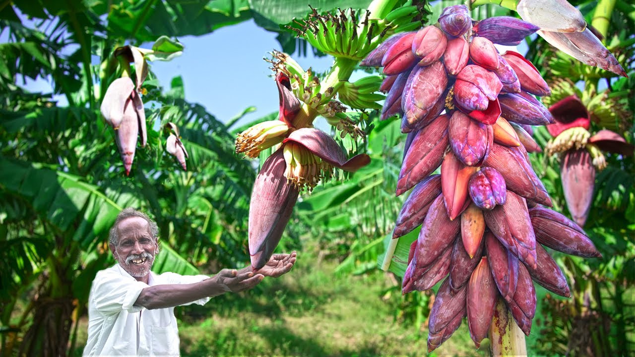 BANANA FLOWERS HARVESTING and COOKING | வாழை பூ கூட்டு | Village Traditional Recipe| Veg Lovers !!