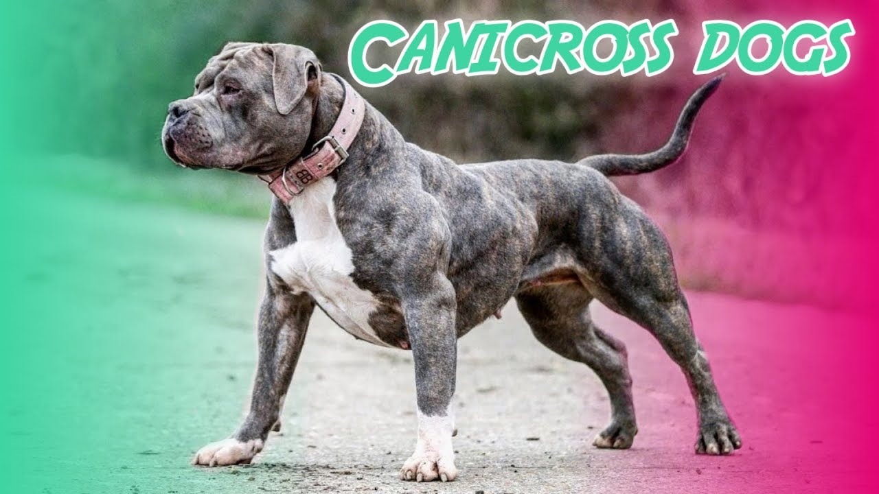 10 Best Canicross Dog Breeds