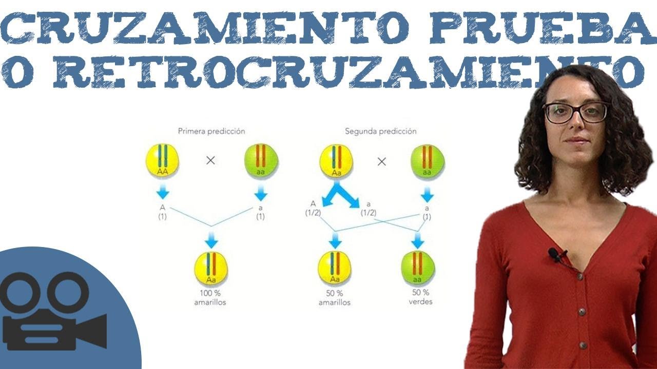Cruzamiento prueba o retrocruzamiento