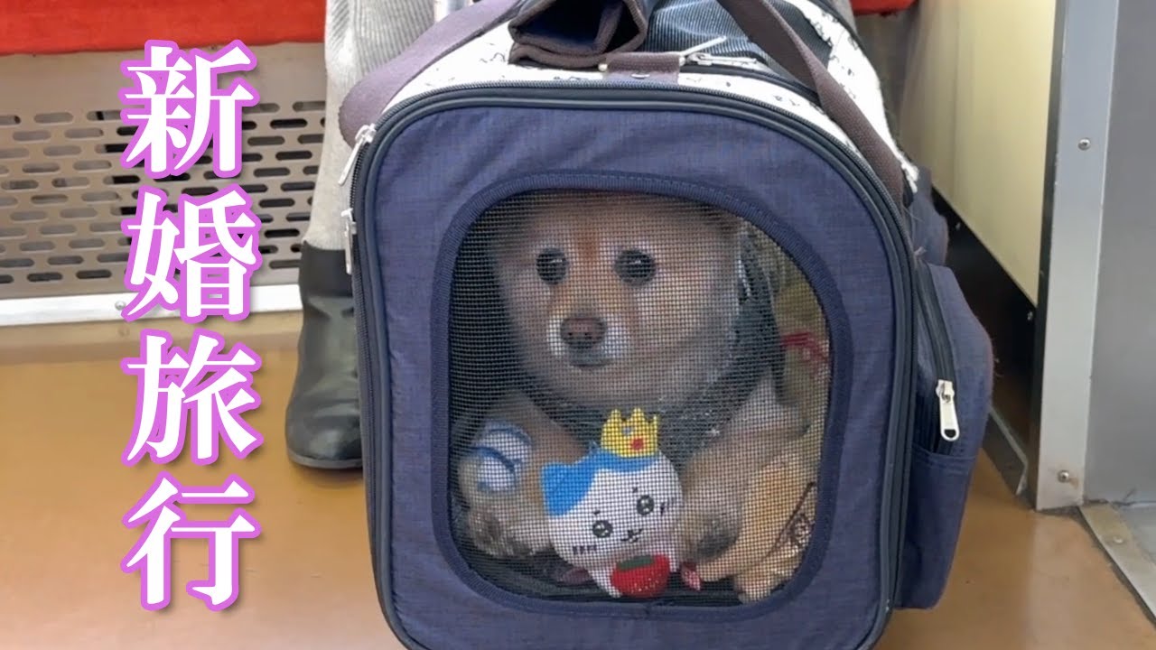 【新婚旅行】愛犬と一緒に泊まれる温泉旅館に行ってきました！【伊豆修善寺 絆＋】