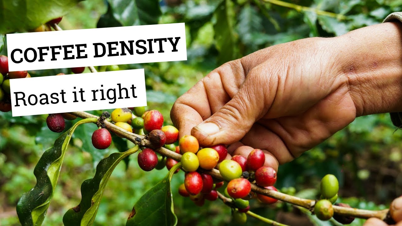 Altitude & coffee density | how to roast the beans accordingly