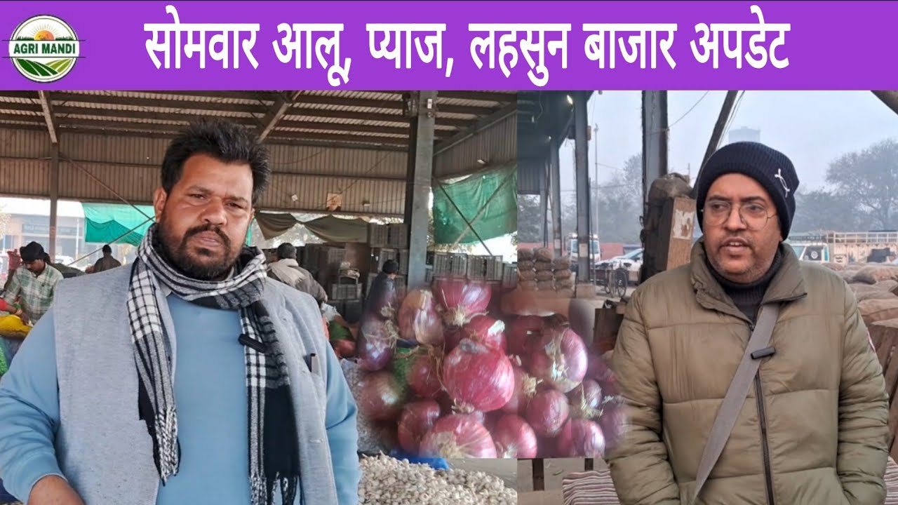 19/01/26 मंडी 📝 आलू प्याज लहसुन सोमवार बाजार रिपोर्ट #lahsun #onion #potato #garlic #थोक