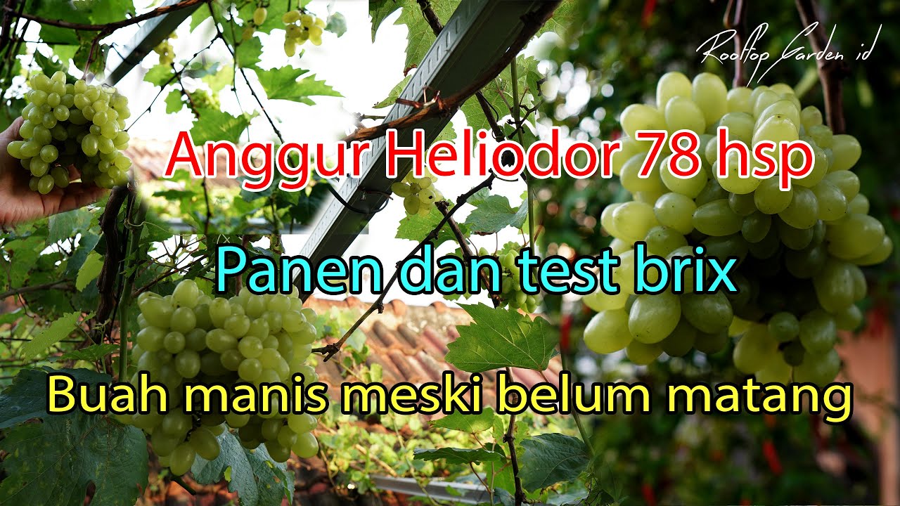 Anggur Heliodor test brix