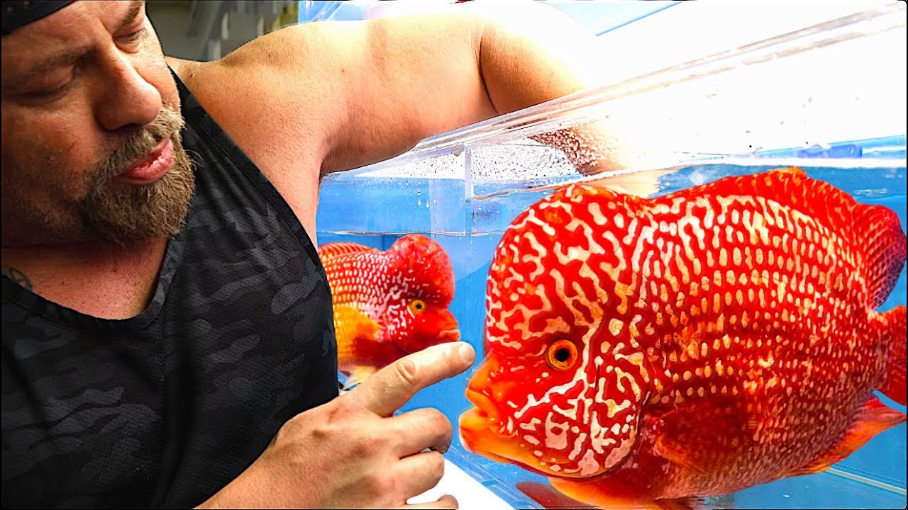 “Full Stock Tour! Giant Fish, Rare Species & New Arrivals!”
