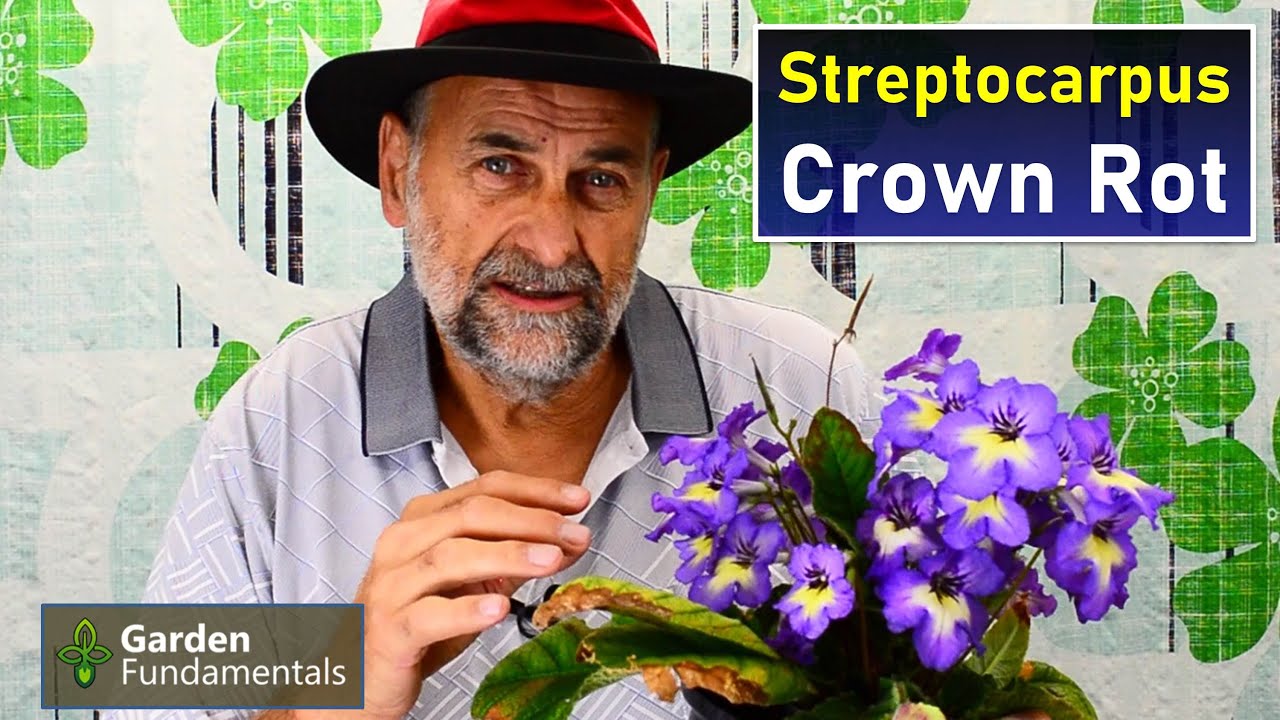 Stop Crown Rot in Streptocarpus 🤧👿😖 How to fix it. How to prevent it.
