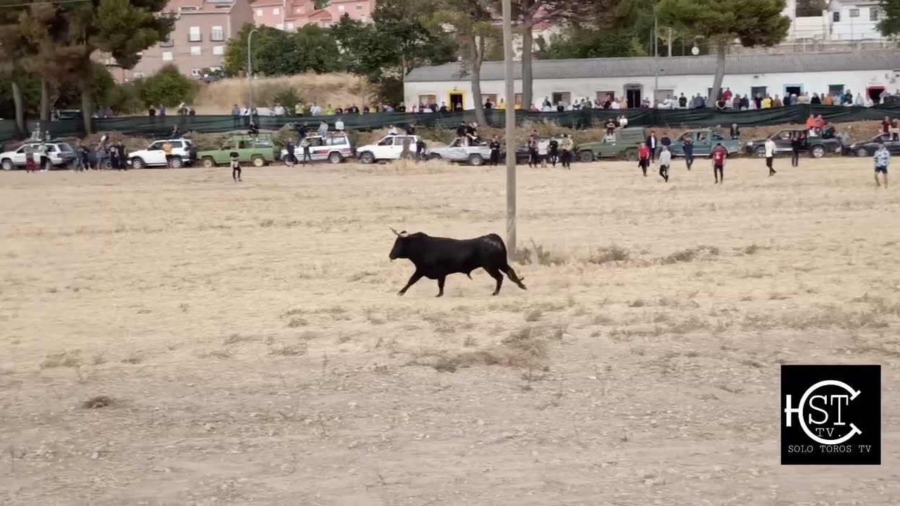 Albalate de Zorita (Guadalajara) encierro 🌼🚜🌼🚜 2025 con dos novillos toros