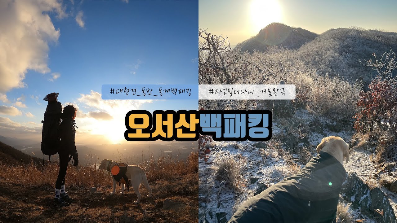 대형견 망고와 함께하는 오서산 동계 백패킹 ⛺️ / 자고 일어나니 겨울왕국 ❄️ / 오서산 최단거리 루트 🐾