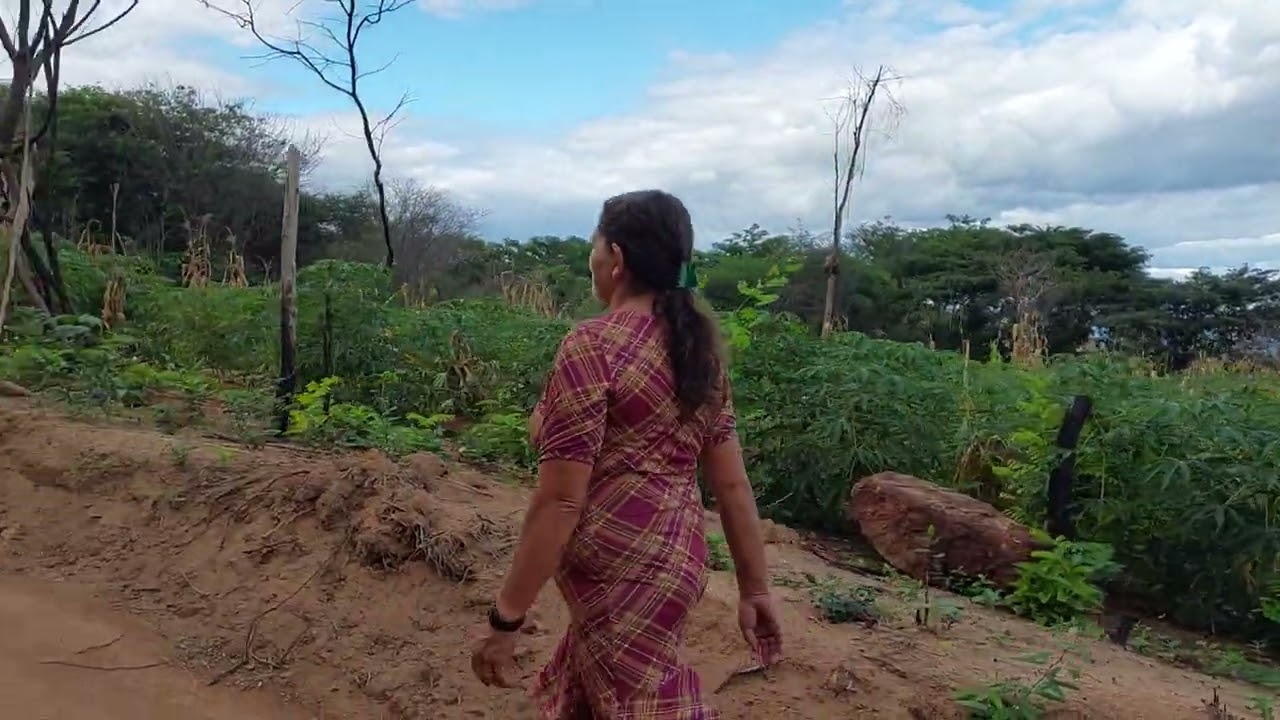 Um dia no sítio em taperia, plantações de mandioca, Serra da ibiapaba Ce