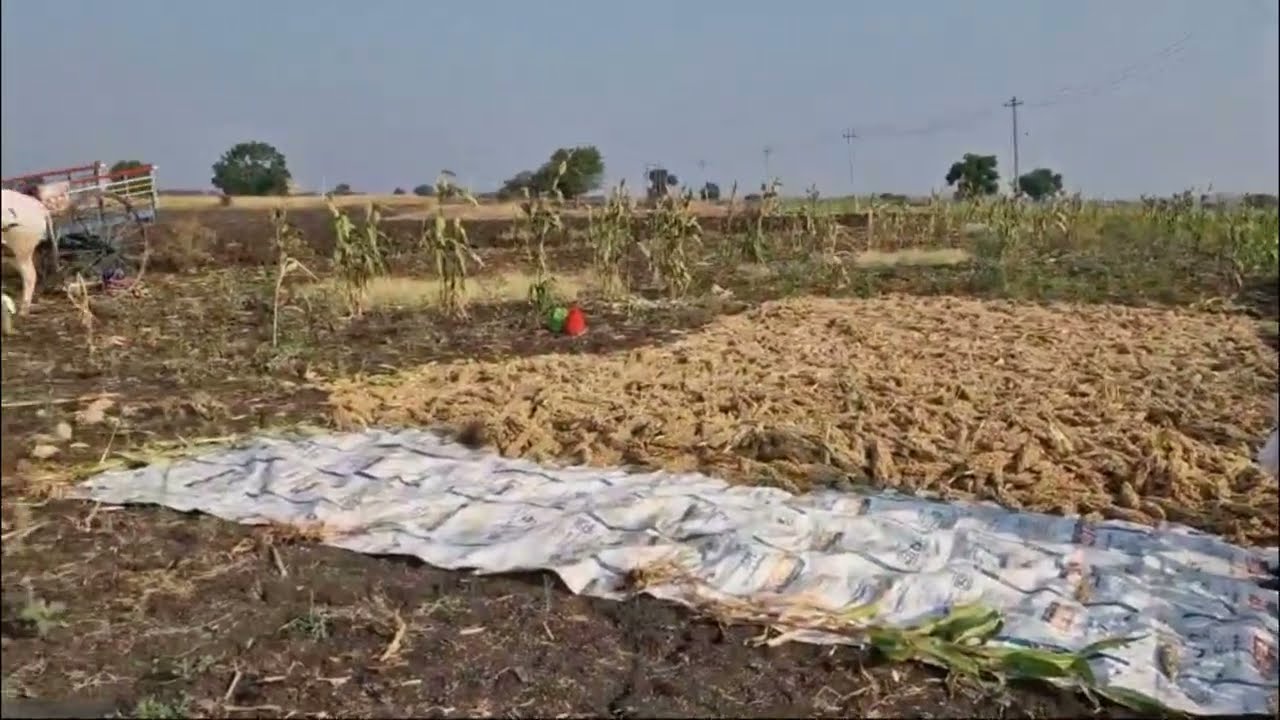 Kurnool Seeds Hybrid Jowar : KSSH-186 #highyielding #hybridsorghum