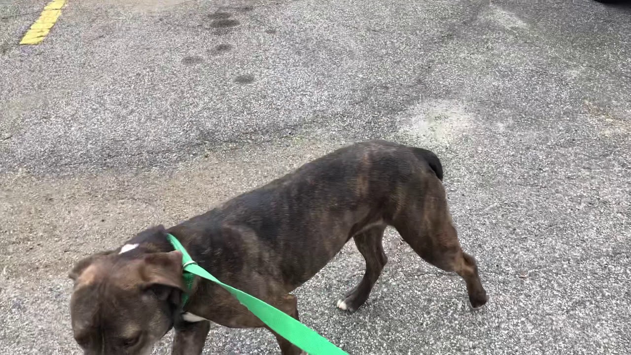 Zeus (90) and Rebelde (803)