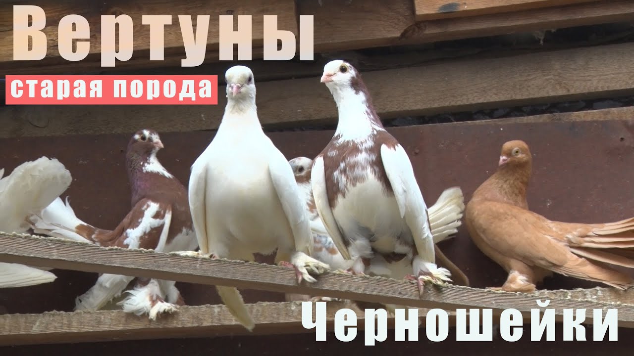 Старая дедовская порода - Вертуны. Черношейки. В гостях у Виктора.